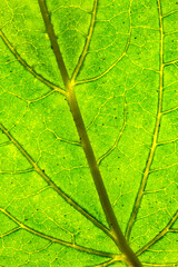green leaf texture

