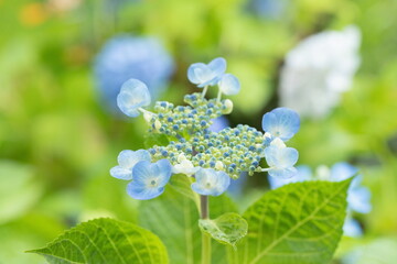 Bright blue hydrangea flowers in the garden