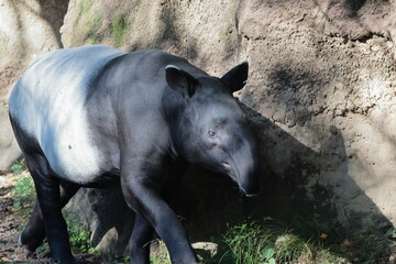 Fototapeta premium バク