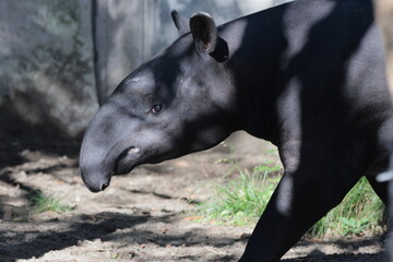 Fototapeta premium バク