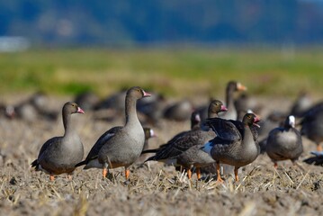 北国からの冬の渡り鳥、珍しいガンのカリガネ