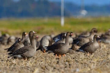 北国からの冬の渡り鳥、珍しいガンのカリガネ