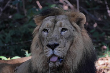 ライオン