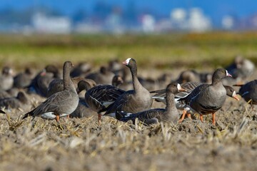 北国からの冬の渡り鳥、珍しいガンのカリガネ