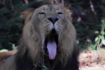ライオン