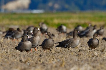 北国からの冬の渡り鳥、珍しいガンのカリガネ