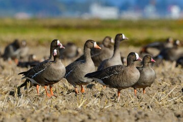 北国からの冬の渡り鳥、珍しいガンのカリガネ