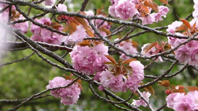pretty pink flowers blossoming on a tree branch in spring time
