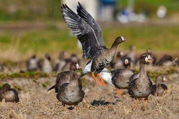 北国からの冬の渡り鳥、珍しいガンのカリガネ
