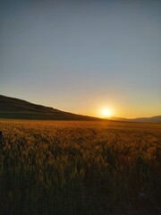sunset over the field