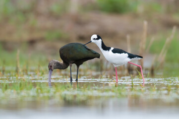 White faced ibis and stilt , La Pampa province , Patagonia, Argentina