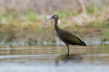 White faced ibis , La Pampa, Patagonia, Argentina