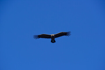 Fototapeta na wymiar Andean Condor ,Torres del Paine National Park, Patagonia, Chile.