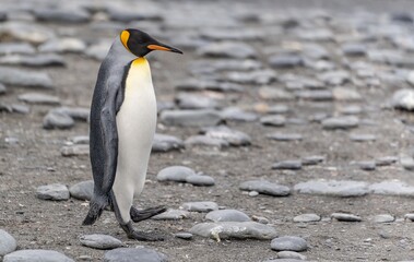 einzelner Königspinguin Königspinguin (APTENODYTES PATAGONICUS) in Südgeorgien posiert an Strand