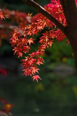 東京ミッドタウンの燃えるような紅葉
