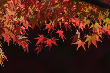 東京ミッドタウンの燃えるような紅葉