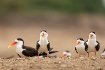African skimmer in the Queen Elizabeth National park. Rynchops flavirostris on the river bank. Birds with longer lower beak. Ornithology in Uganda. 