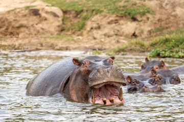 Hippopotamus in the Murchison Falls National park. Hippopotamus amphibius lying in the river. Common african animal. African safari. - obrazy, fototapety, plakaty