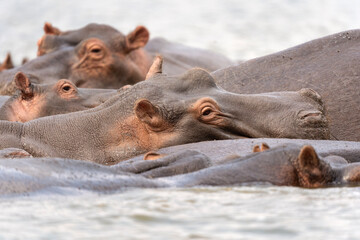 Hippopotamus in the Murchison Falls National park. Hippopotamus amphibius lying in the river....
