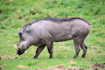 A close up of a Wart Hog