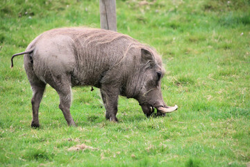 A close up of a Wart Hog