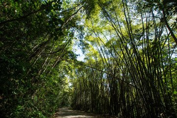 Bamboo forest. Tall trees. Green. Green foliage. Wood. Green sky. Asian atmosphere.