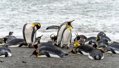 Königspinguin -  (APTENODYTES PATAGONICUS) Kolonie Gold Harbour - landschaftlich reizvolle Bucht...
