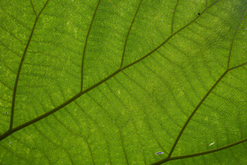 Fototapeta na wymiar the beauty of leaf fiber texture
