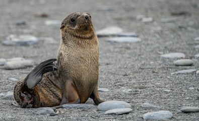 junger antarktischer Seebär / antarktische Pelzrobbe  (Arctocephalus gazella) in Südgeorgien in seiner natürlichen Umgebung