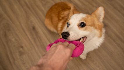 Corgi dog playing with a toy at home