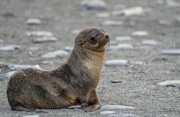 junger antarktischer Seebär / antarktische Pelzrobbe  (Arctocephalus gazella) in Südgeorgien in seiner natürlichen Umgebung