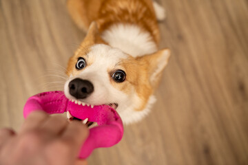 A game of tug with the owner. Dog with a toy.