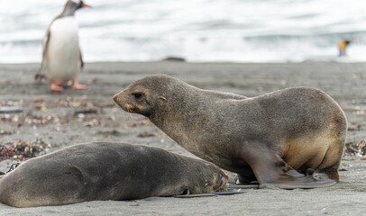 Fototapeta premium junger antarktischer Seebär / antarktische Pelzrobbe (Arctocephalus gazella) in Südgeorgien in seiner natürlichen Umgebung