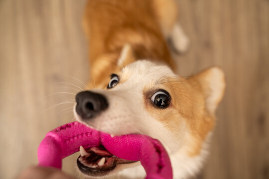 Corgi dog bites a toy. Pull ring.