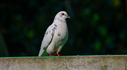 Portrait images of a beautiful white pigeon with natural view background, selective focus images.