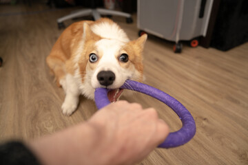 dog playing with puller ring. Home training.