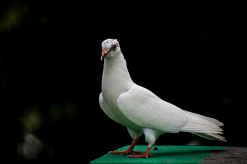 Portrait images of a beautiful white pigeon with natural view background, selective focus images.
