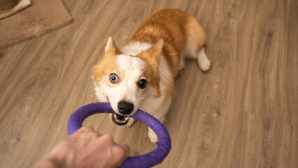 dog playing with puller ring