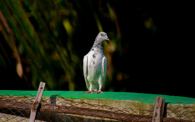 Portrait images of a beautiful white pigeon with natural view background, selective focus images.