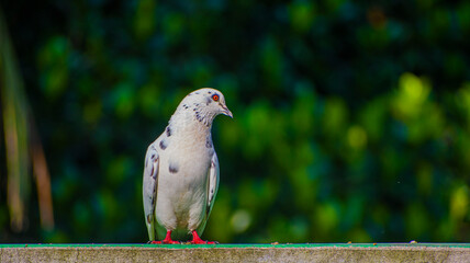 Portrait images of a beautiful white pigeon with natural view background, selective focus images.