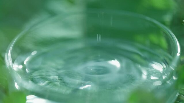 Drop is falling into petri dish with cosmetic or medical liquid in slow motion. Dermatology science laboratory. Concept of natural medicine or cosmetic research and organic skin or body care products