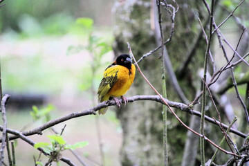 A view of a Weaver Bird