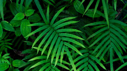 Fresh Green leaves texture for nature background and design,foliage nature background