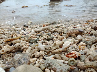 close up of coral rocks on the beach