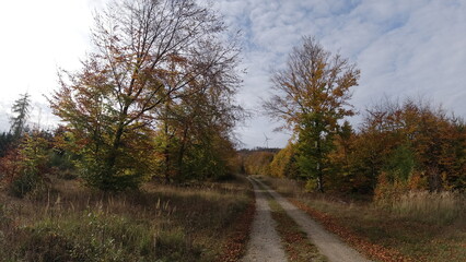 Straße-Natur-Park-Bäume-Sonne