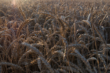 wheat field before harvest in the rays of the setting sun