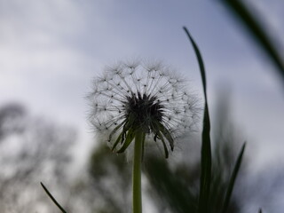 DIENTE DE LEÓN