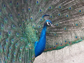 Obraz premium PAVO REAL