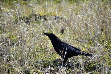 荒れた田畑に真っ黒なカラス