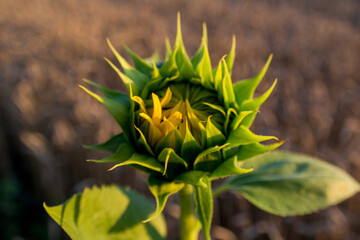 lonely unripe podolnuh in a field with wheat